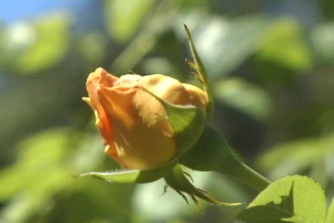 Polka Rose bud 1 Stock Footage
