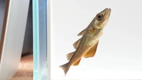 Pollack (Pollachius pollachius) in Aquarium Macro White Background Stock Footage 343655729