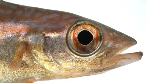 Pollack (Pollachius pollachius) Eye Macro White Background Stock-Footage 343771161