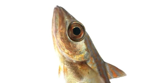 Pollack (Pollachius pollachius) Side Macro White Background Stock Footage 343656188