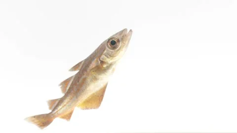 Pollack (Pollachius pollachius) Spinning Macro White Background Stock Footage 343657287