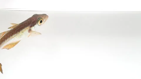 Pollack (Pollachius pollachius) Surface Macro White Background Stock Footage 343770569