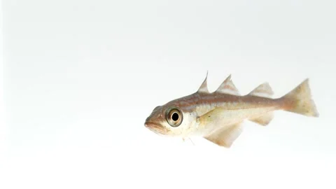 Pollack (Pollachius pollachius) Swimming Macro White Background Stock Footage 343772874