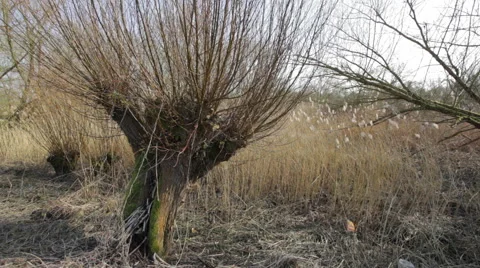 Pollard Willow with reed Stock Footage 49157105