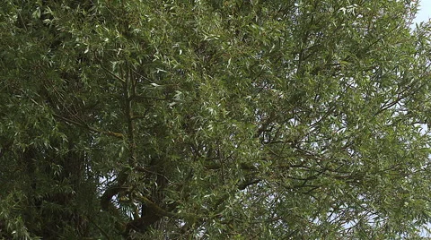 Pollard Willow, salix alba, Wind in the Leaves, Slow motion Stock Footage