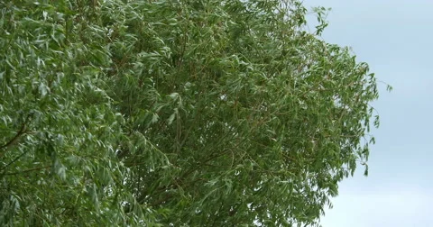 Pollard Willow, salix alba, Wind in the Leaves, Normandy, Real Time 4K Stock Footage