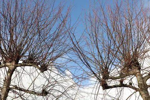 Pollard willows III Stock Photos
