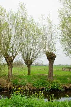 Pollard willows in landscape Foto stock