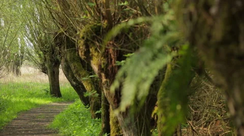 Pollard_willow Stock Footage 49162124