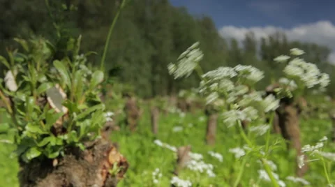 Pollard_willow Stock Footage 49162883