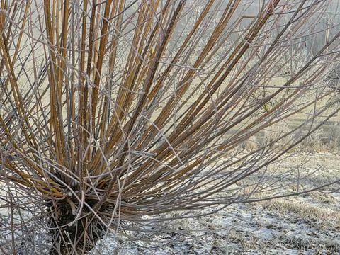 A pollarded basket-making willow tree during a cold winter morning, close-up Stock Photos