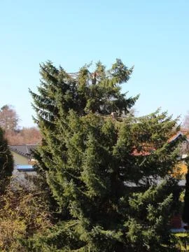 Pollarded Large Green Pine Tree Vertical Background. Stock Photos