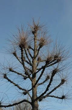 Pollarded tree with bare branches against blue sky Stock Photos