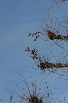Pollarded tree branches against a clear blue sky Stock Photos