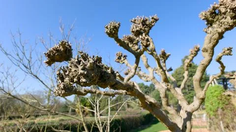 Pollarded Tree Branches Under Blue Sky Stock Photos