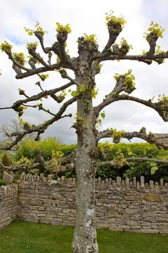 A pollarded tree by a dry stone wall at an English country garden Stock Photos