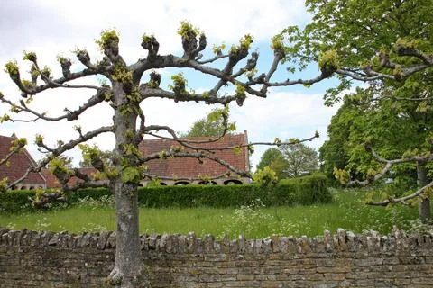 A pollarded tree by a dry stone wall at an English country garden Stock-Fotos