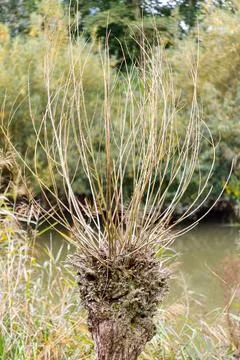 Pollarded Tree Stump with Branches by Water Stock Photos