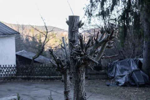 A pollarded tree with thick pruned branches stands in a rural backyard garden, 库存照片