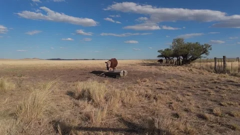 Polled hereford bull drinking from a trough. 4K Stock Footage 328514173
