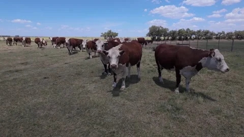 Polled Hereford cattle under blue sky in Argentinian country. 4K Stock Footage 308418967