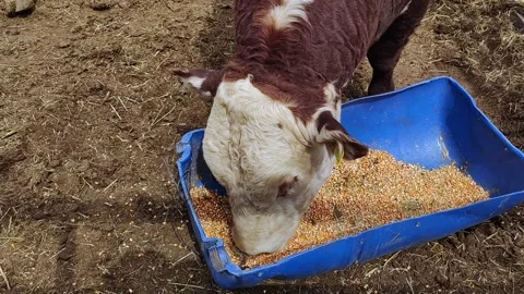 Polled Hereford cow eating corn from a feeder in a corral. 4k Stock Footage 287643344