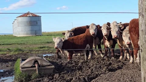 Polled Hereford cows drinking water in a field with silos, grass and blue s.. Stock Footage 308420084