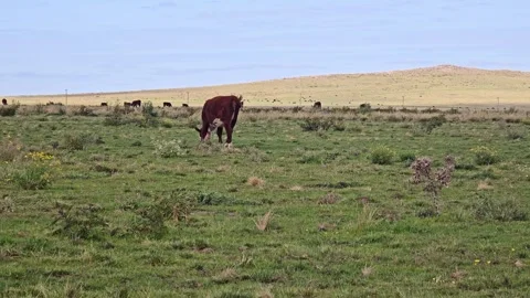 Polled Hereford cows grazing 4K copy space. Stock Footage 308420194