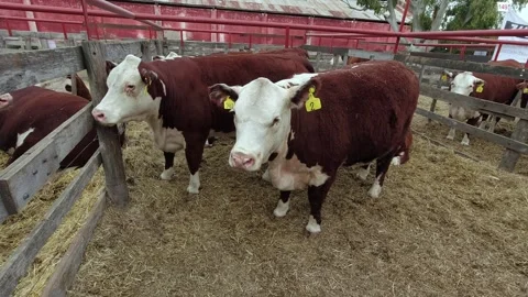 Polled Hereford cows locked in a corral during an exhibition in Argentina Stock Footage 290462008