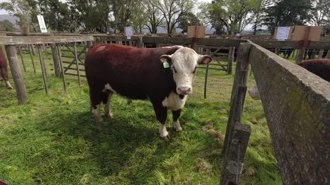 Polled Hereford cows locked in a corral during an exhibition in Argentina. 4K Stock Footage 291731047