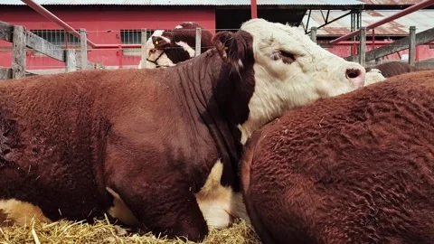 Polled Hereford cows resting and sleeping on top of each other in a corral. 4 Stock Footage 287645214