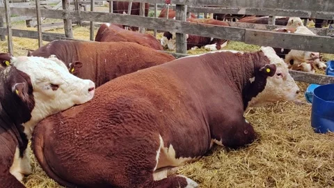 Polled Hereford cows resting on top of each other in a corral. 4K footage Stock Footage 287644471