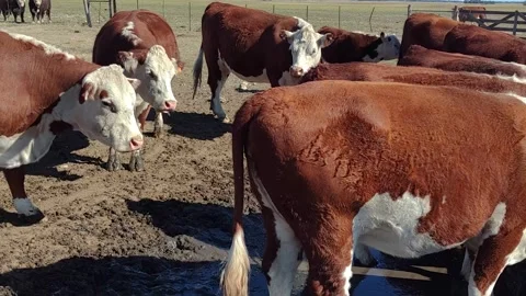Polled Hereford cows in a trough in a field Stock Footage 272276420