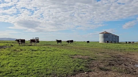 Polled Hereford cows walking in a rural landscape with silos, an old tracto.. Stock Footage 308420545