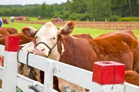 Polled hereford Stock Photos