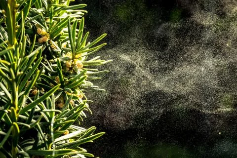 Pollen allergens 스톡 사진