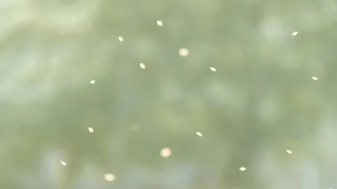 Pollen And Small Insect Flying In Air Over Blurry Defocused Background Stock Footage 323449200