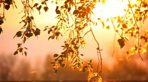 Pollen and tree leaves on the wind in sunset HD Stock Footage 698286