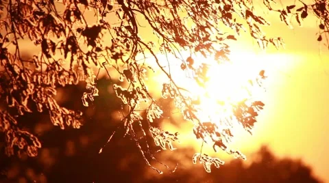 Pollen and tree leaves on the wind in sunset HD Stockbeeldmateriaal 62684594