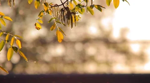 Pollen and tree leaves in the wind at dusk and traffic in the background Stock Footage 62688259