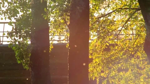Pollen and tree leaves in the wind at dusk and traffic in the background Stock Footage 62692981