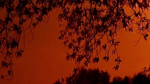 Pollen and tree leaves on the wind in sunset 4 Moving camera SLOW Stock Footage 62710515