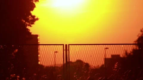 Pollen and tree leaves on the wind in sunset and town in background Видео 62718676