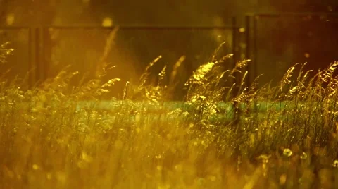 Pollen and tree leaves on the wind at sunset HD Stock Footage 62754067