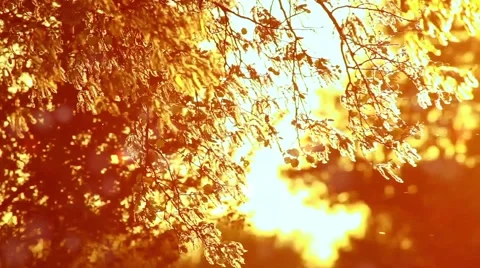 Pollen and tree leaves on the wind in sunset HD Vidéo 63011443