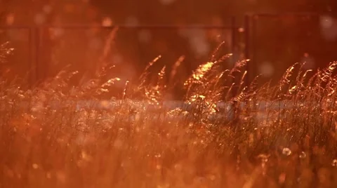 Pollen and tree leaves on the wind in sunset HD Vidéo 63033150