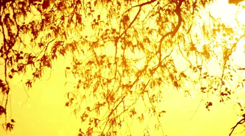 Pollen and tree leaves on the wind in sunset Видео 63350861