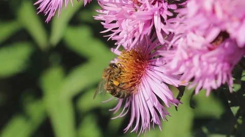 Pollen baskets on the legs of a bee Stock Footage 96832768