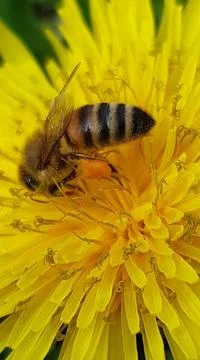 Pollen bee eating Stock Photos