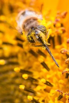 Pollen Bee Stock Photos